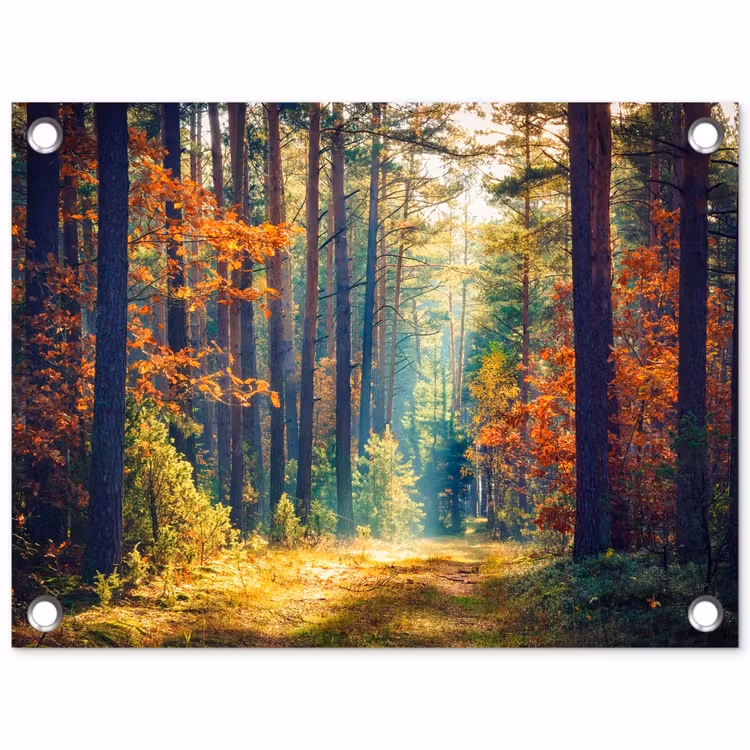 Tuinposter - Herfstbos in de Ochtendmist — 1
