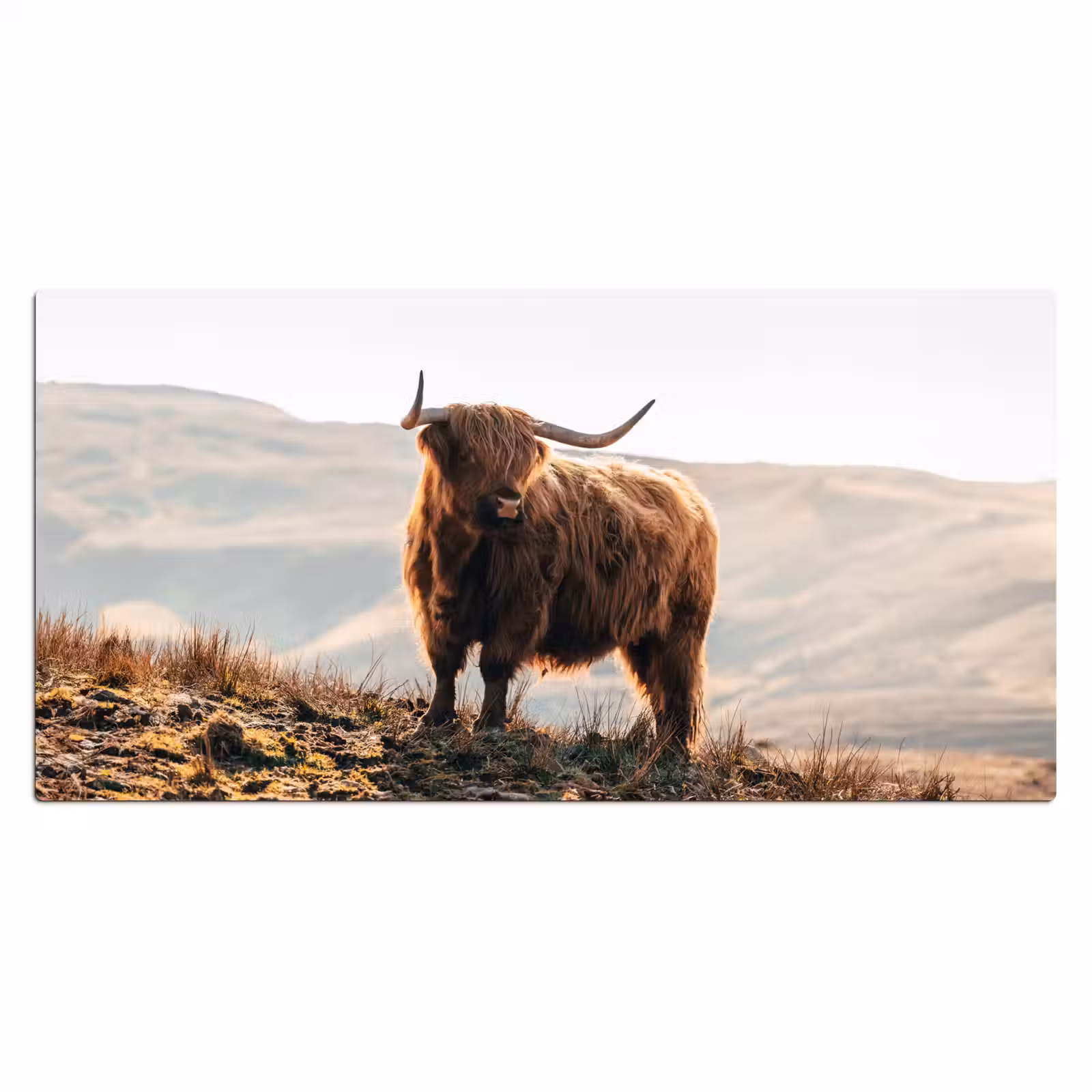 Bureau onderlegger - Schotse hooglander - Dieren - Landelijk - Landschap - Koe - Natuur — 1