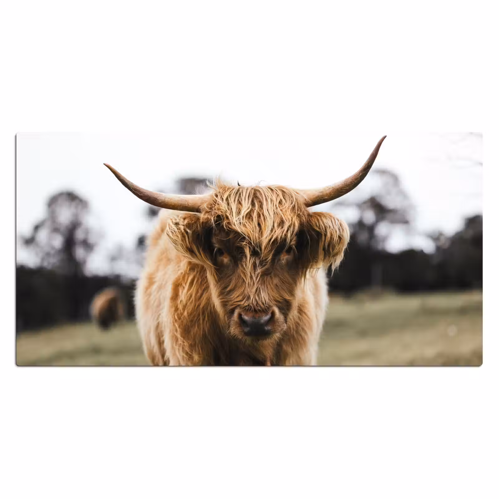 Bureau onderlegger - Schotse Hooglander - Koe - Gras - Dieren - Natuur — 1