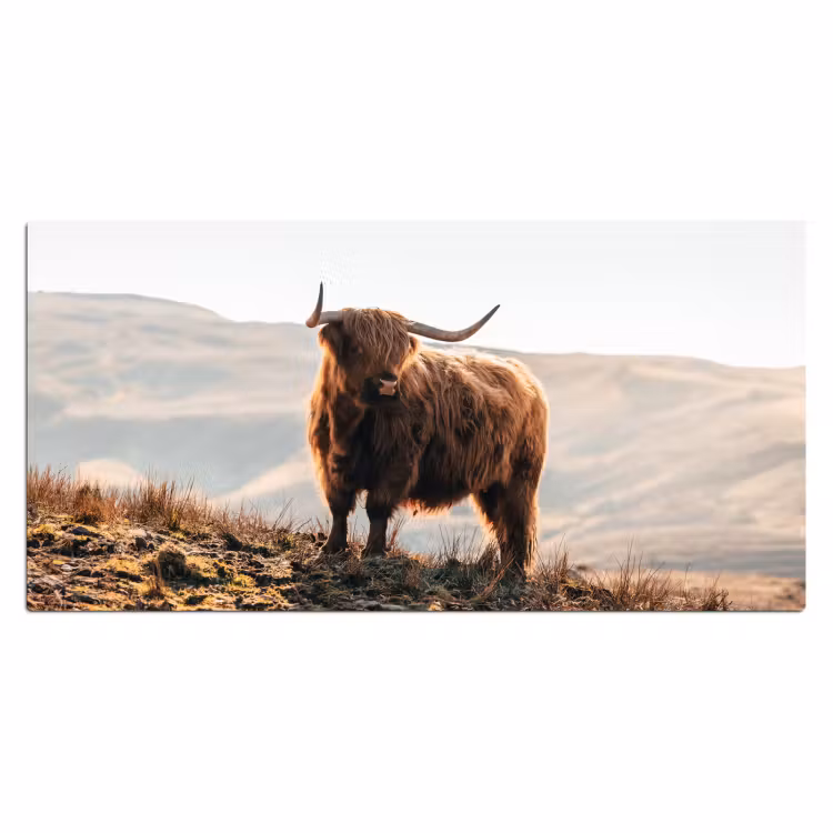 Bureau onderlegger - Schotse hooglander - Dieren - Landelijk - Landschap - Koe - Natuur — 1