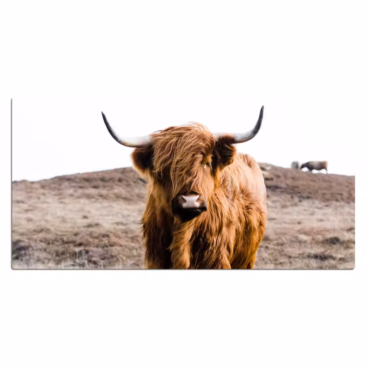 Bureau onderlegger - Schotse hooglander - Landschap - Koe - Bruin - Dieren - Natuur — 1
