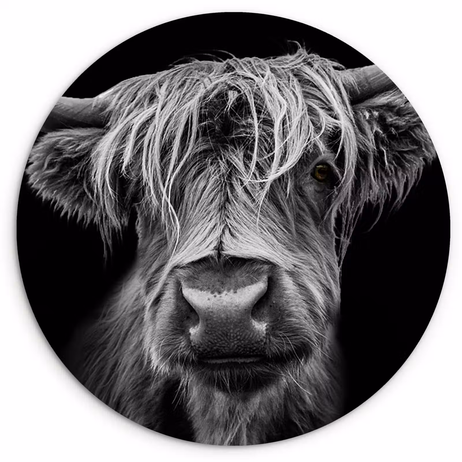 Muurcirkel - Schotse Hooglander - Horens - Zwart - Wit - Koe - Wild - Dieren — 1