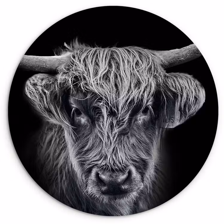 Muurcirkel - Schotse hooglander - Zwart - Koe - Dieren