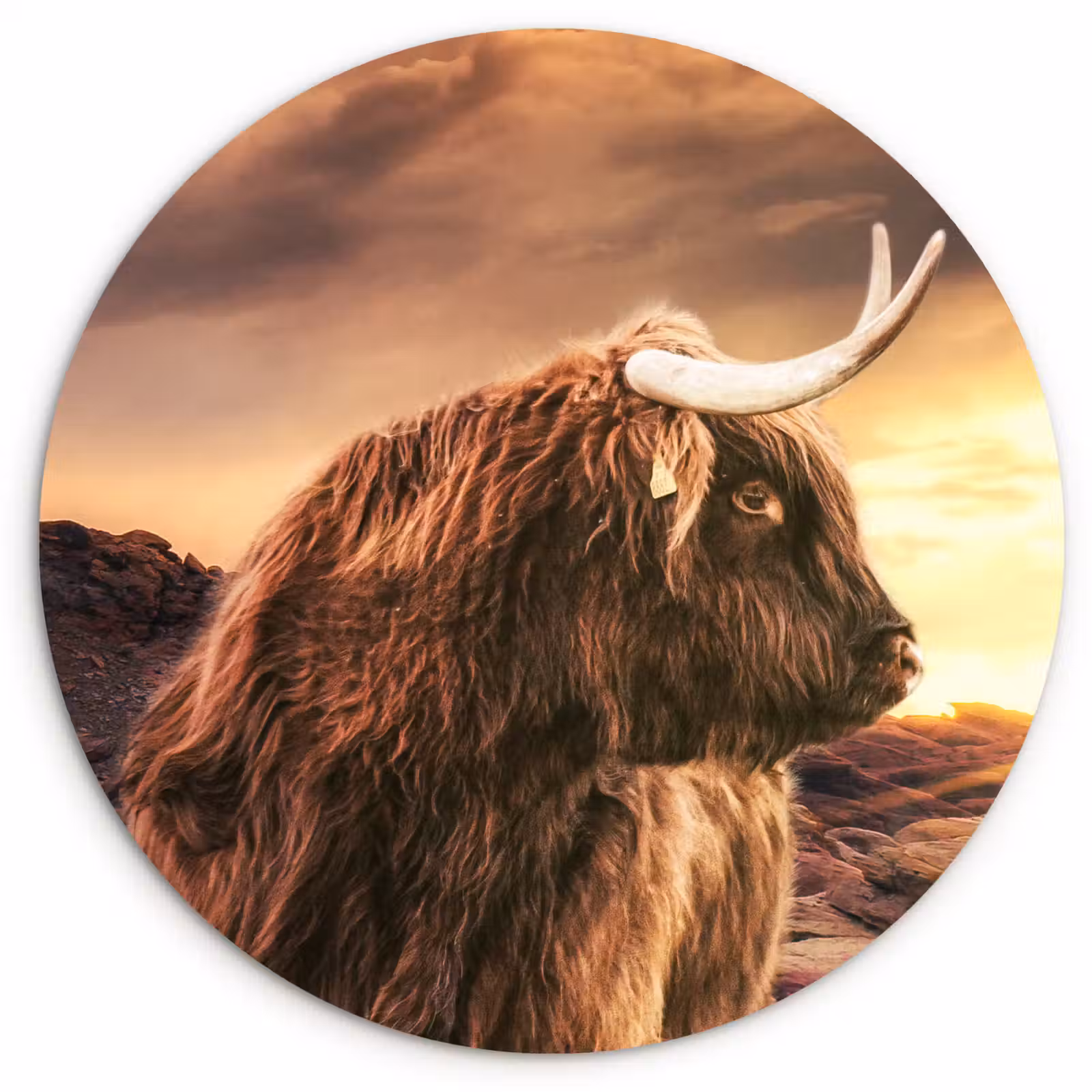 Muurcirkel - Schotse hooglander - Zon - Horizon - Koe - Dieren — 1