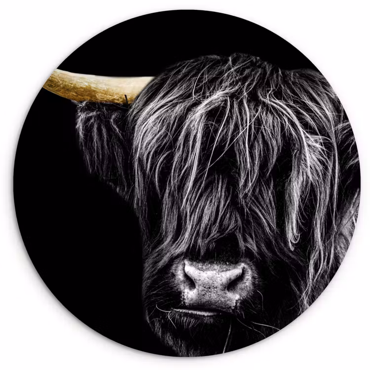 Muurcirkel - Schotse hooglander - Goud - Vacht - Dieren - Koe