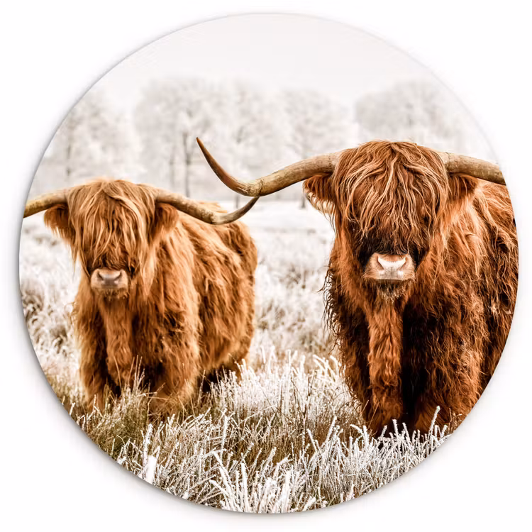 Muurcirkel - Schotse hooglander - Koe - Natuur - Winter