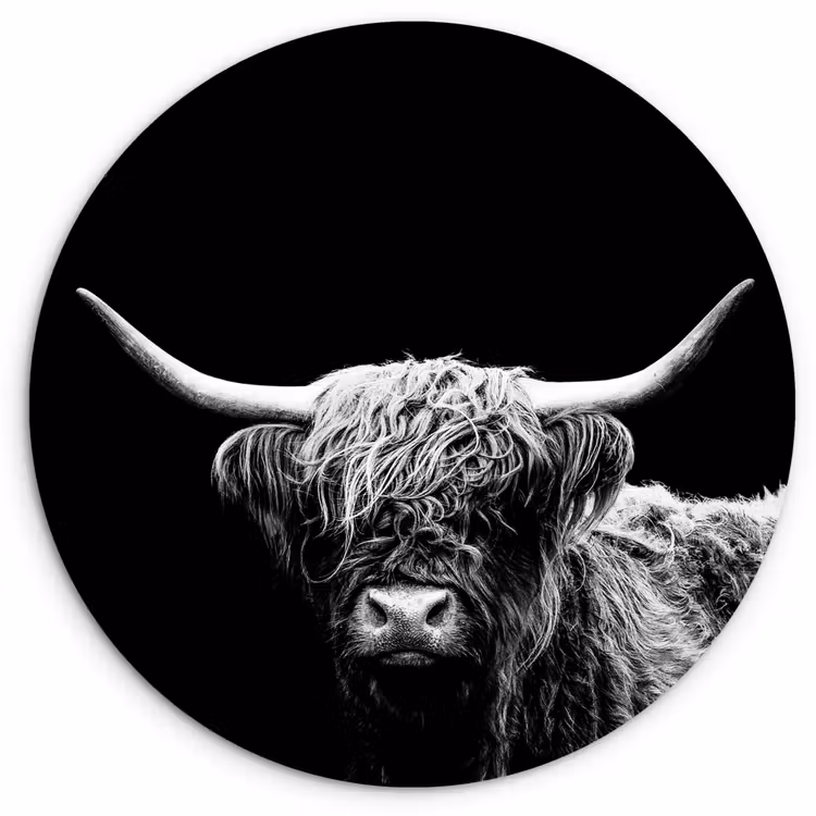 Muurcirkel - Schotse Hooglander - Koe - Zwart - Wit - Dieren