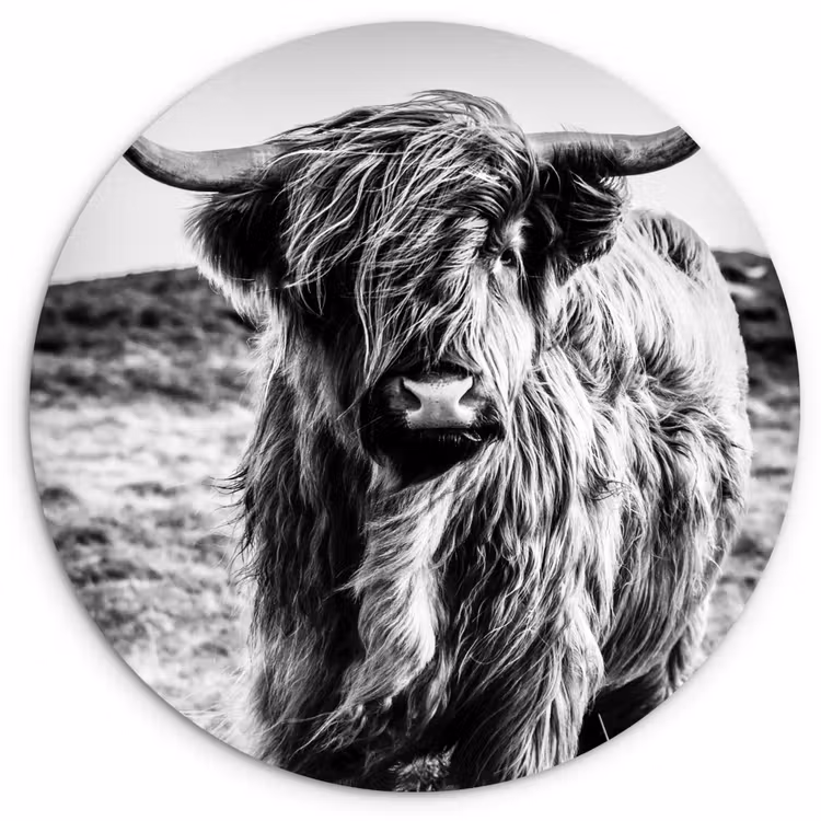 Muurcirkel - Schotse hooglander - Natuur - Koe - Zwart - Wit