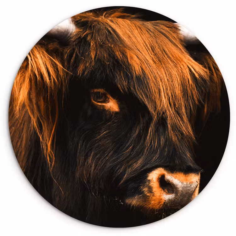 Muurcirkel - Schotse hooglander - Zwart - Koe - Hoorn - Dieren