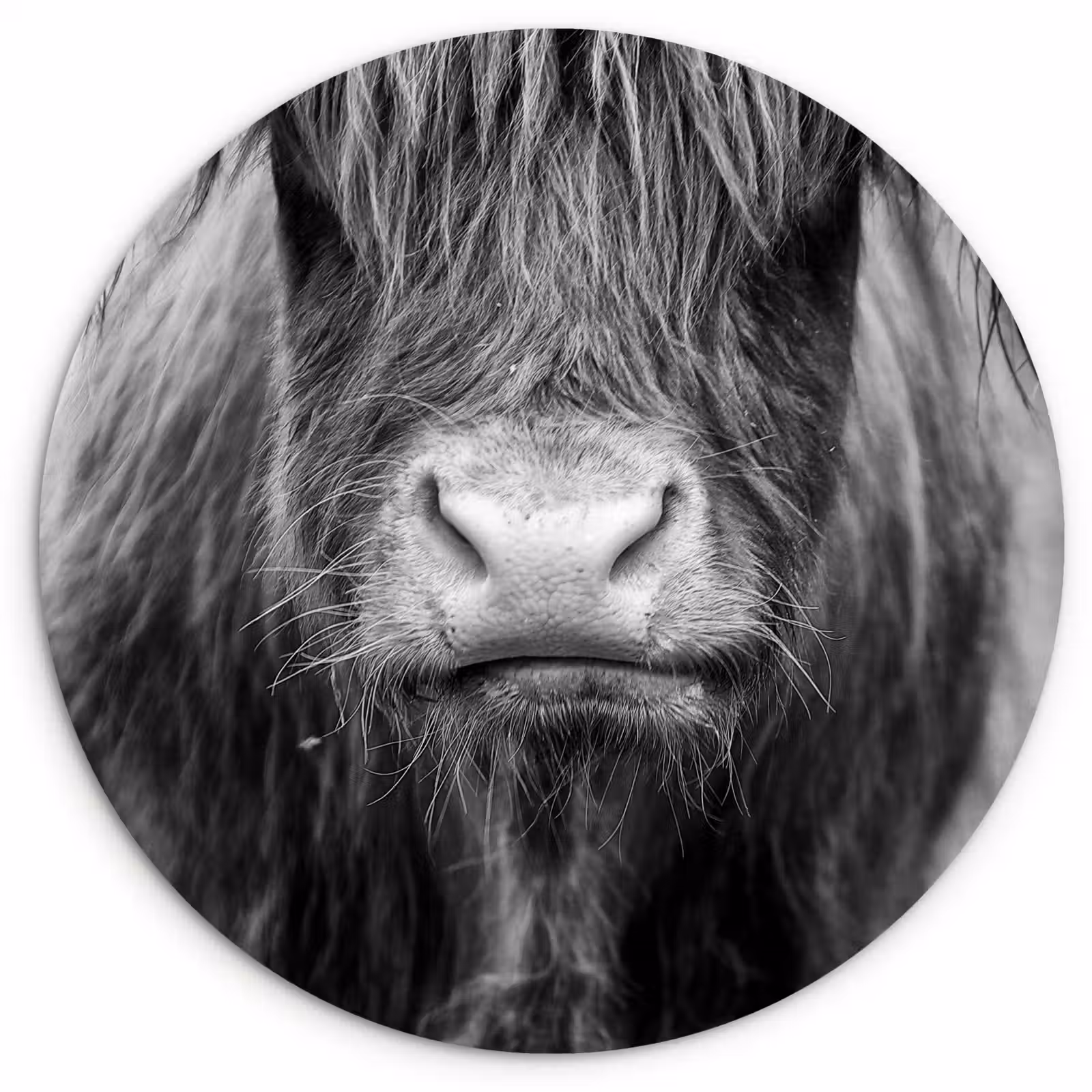 Muurcirkel - Schotse hooglander - Koe - Zwart - Wit - Dieren — 1