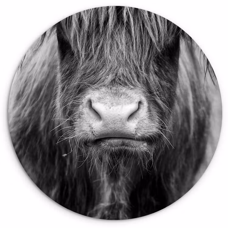 Muurcirkel - Schotse hooglander - Koe - Zwart - Wit - Dieren