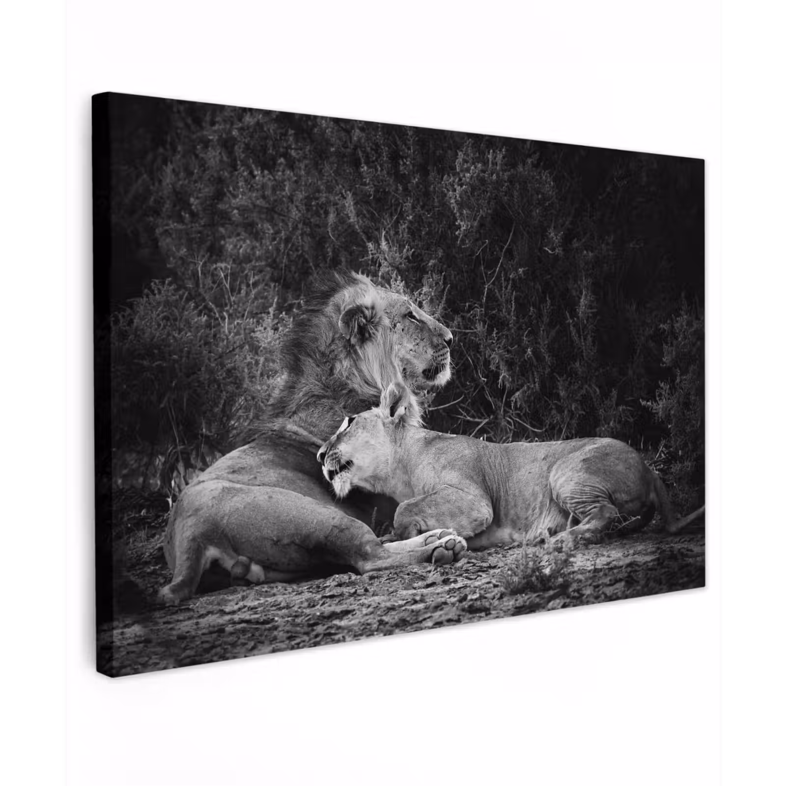 Canvas schilderij - Leeuwen - Zwart - Wilde dieren — 1