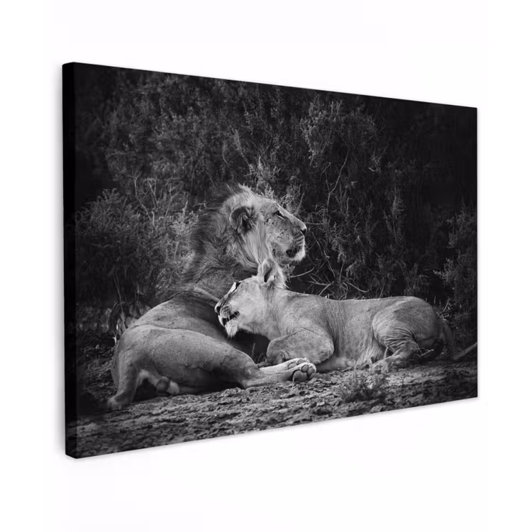 Canvas schilderij - Leeuwen - Zwart - Wilde dieren — 1