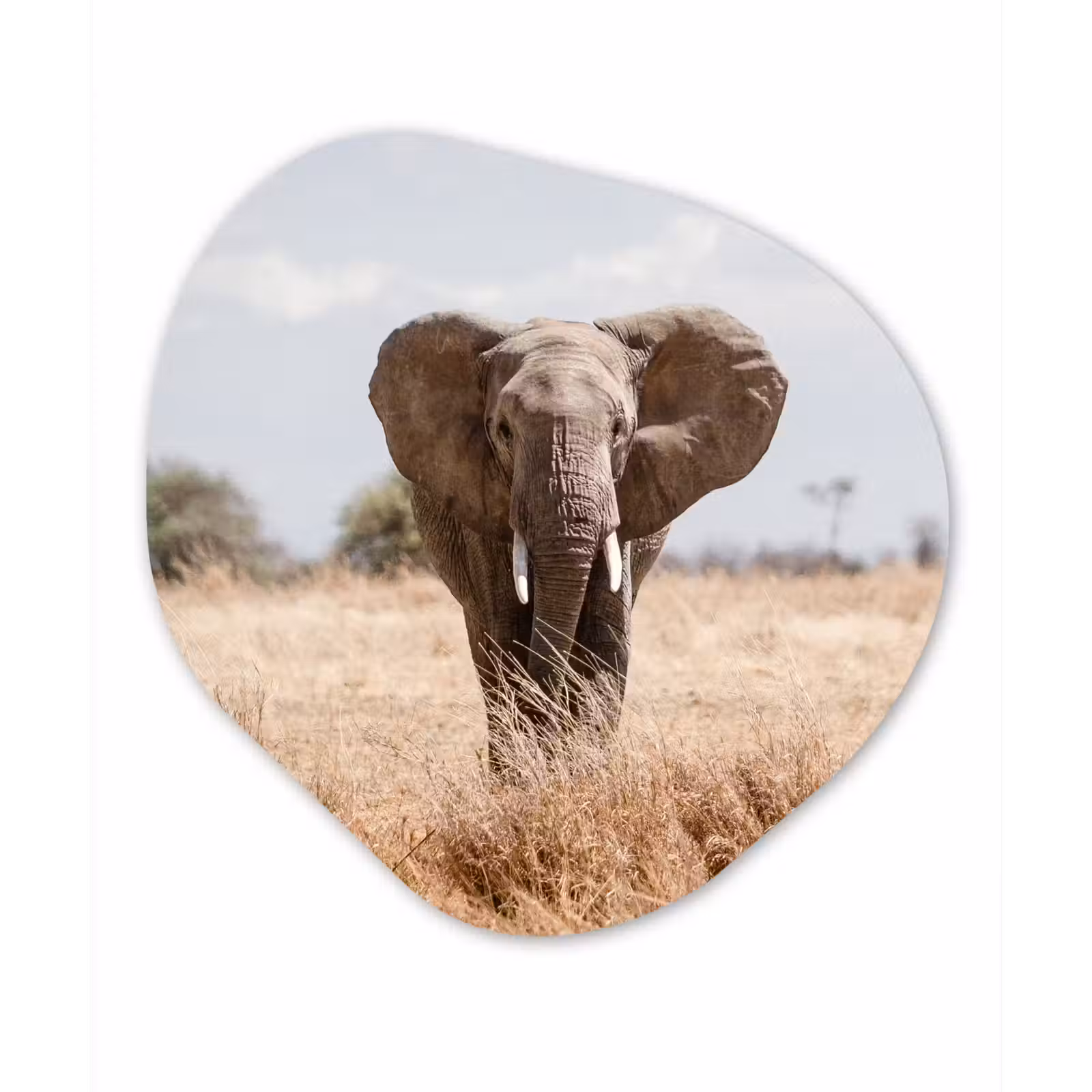 Organische Formen – Aluminium – Olifant - Natuur - Dieren - Portret — 1
