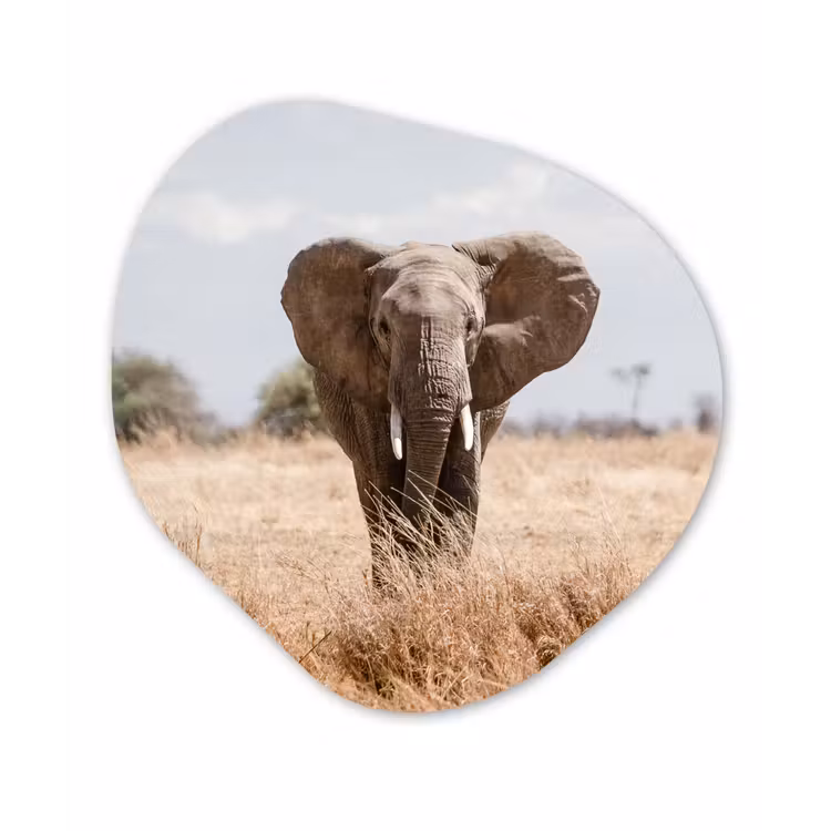 Organische Formen – Aluminium – Olifant - Natuur - Dieren - Portret — 1