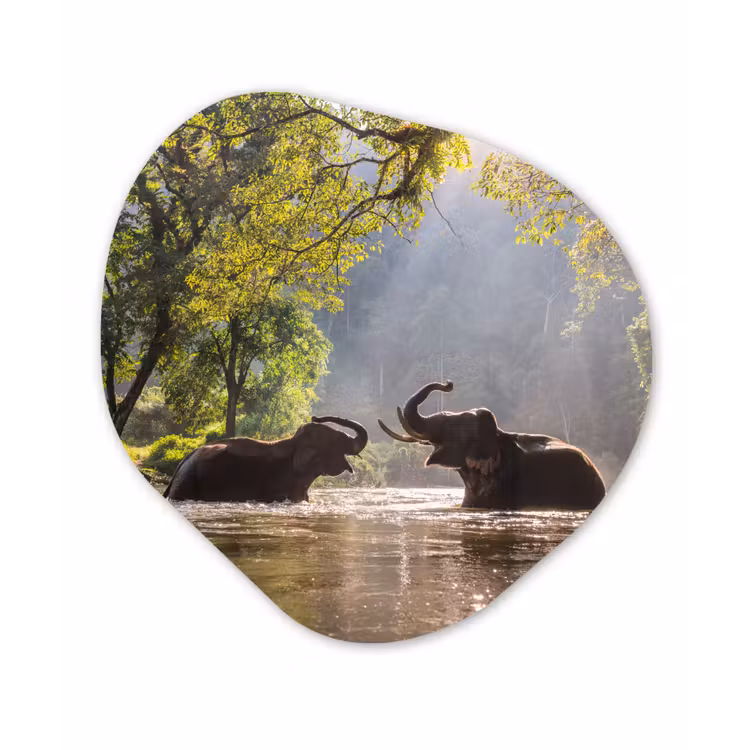 Organische Formen – Aluminium – Olifant - Water - Dieren - Bomen - Zon — 1