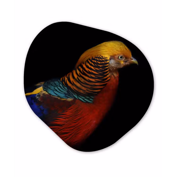 Organische Formen – Aluminium – Vogel - Veren - Zwart - Portret — 1