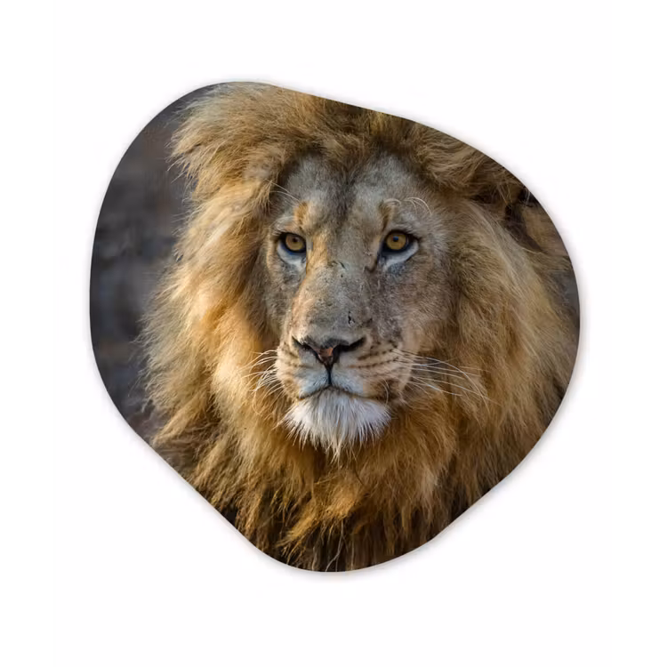 Organische Formen – Aluminium – Leeuw - Portret - Wild — 1