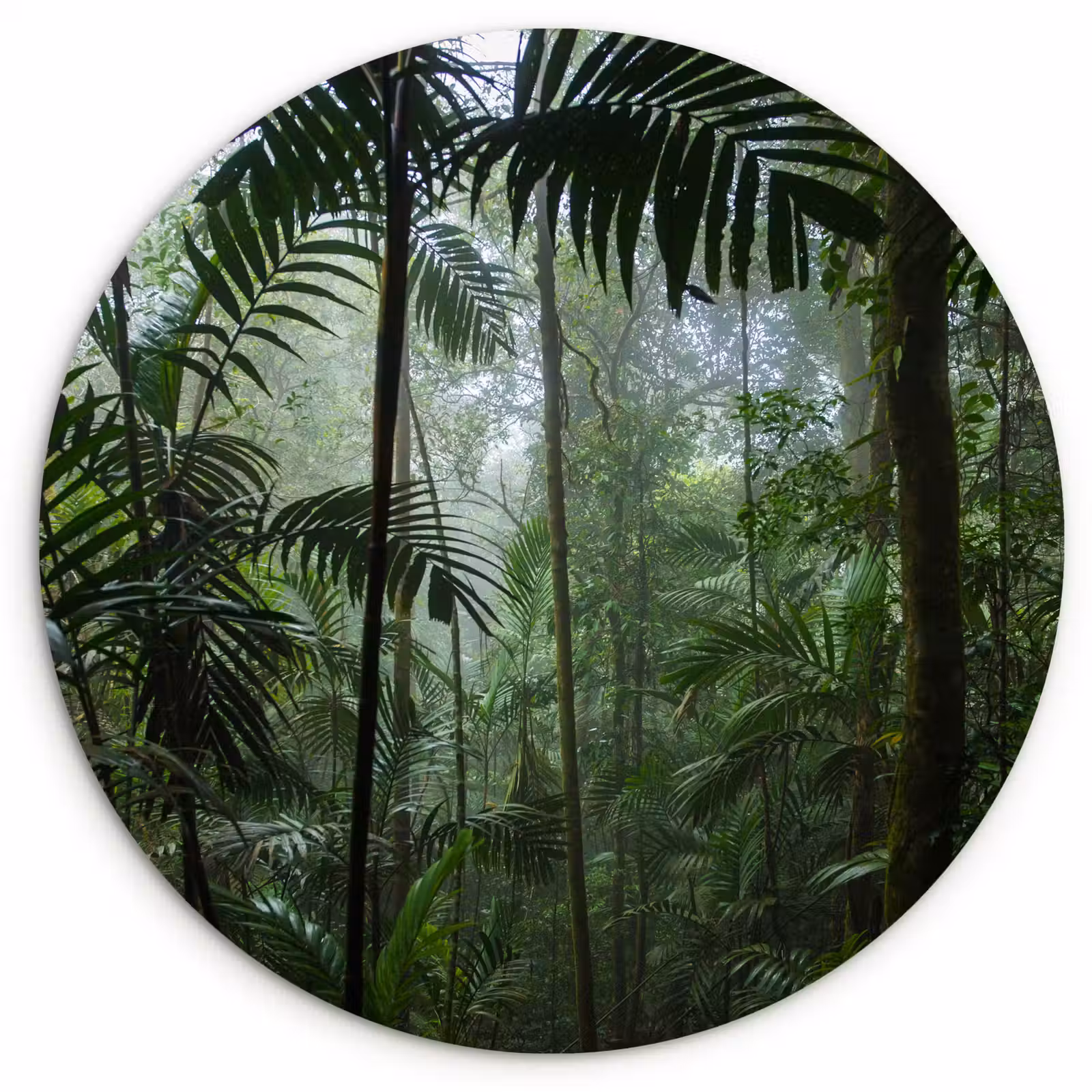 Muurcirkel - Regenwoud - Tropisch - Jungle - Bomen - Planten — 1