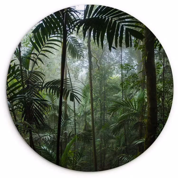 Muurcirkel - Regenwoud - Tropisch - Jungle - Bomen - Planten — 1