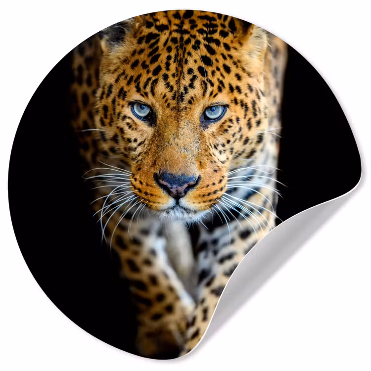 Behangcirkel - Luipaard - Dieren - Portret - Wilde dieren - Zwart — 1