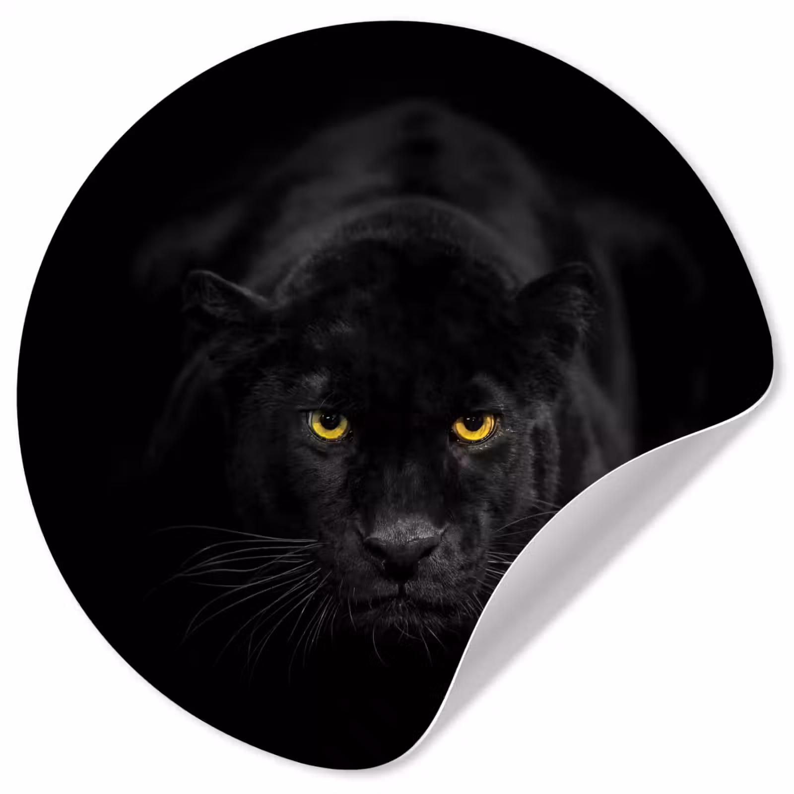 Behangcirkel - Panter - Dieren - Zwart - Ogen — 1