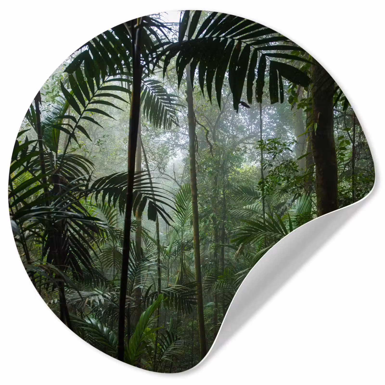 Behangcirkel - Regenwoud - Tropisch - Jungle - Bomen - Planten — 1