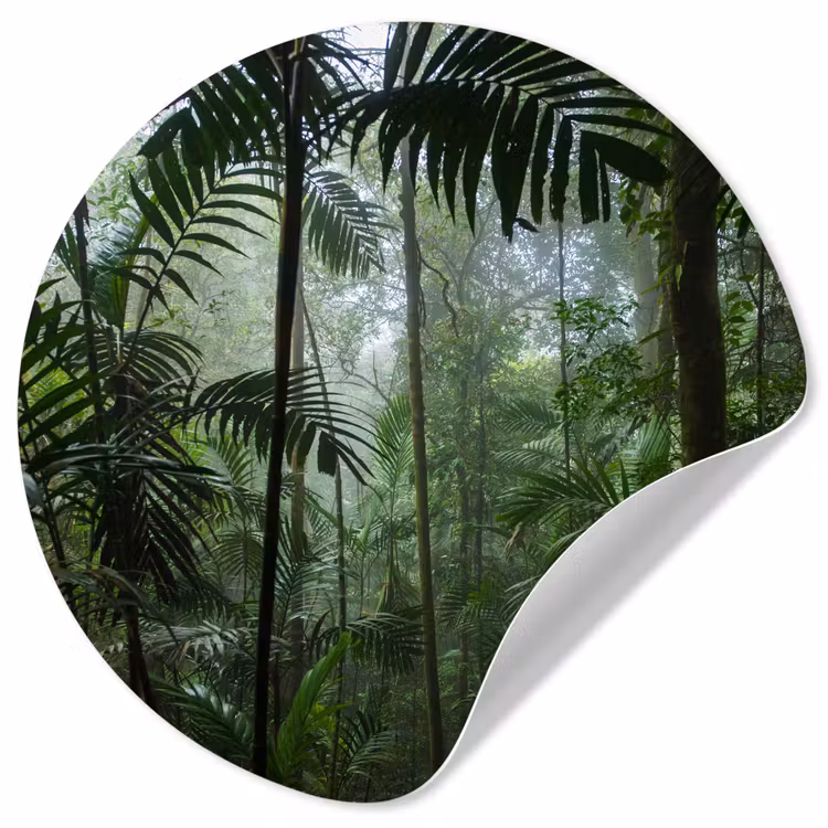 Behangcirkel - Regenwoud - Tropisch - Jungle - Bomen - Planten — 1