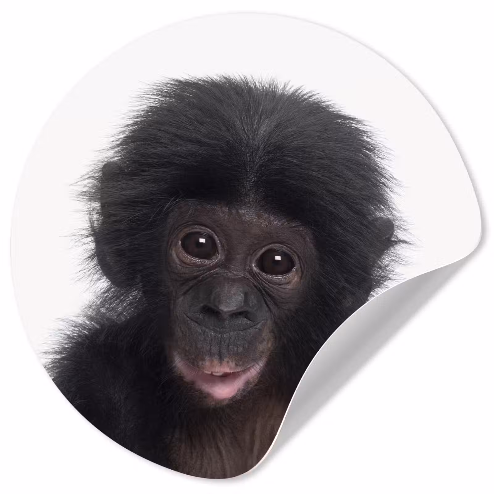 Behangcirkel - Aap - Chimpansee - Portret - Kinderen - Jongens - Meisjes — 1