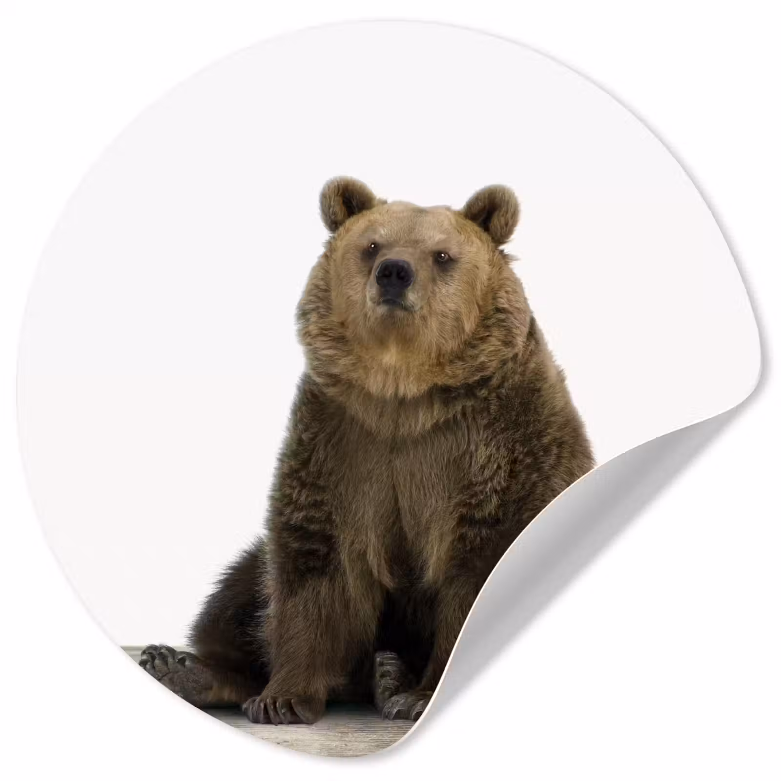 Behangcirkel - Bruine beer - Dieren - Beer - Schattig - Jongens - Meisjes — 1