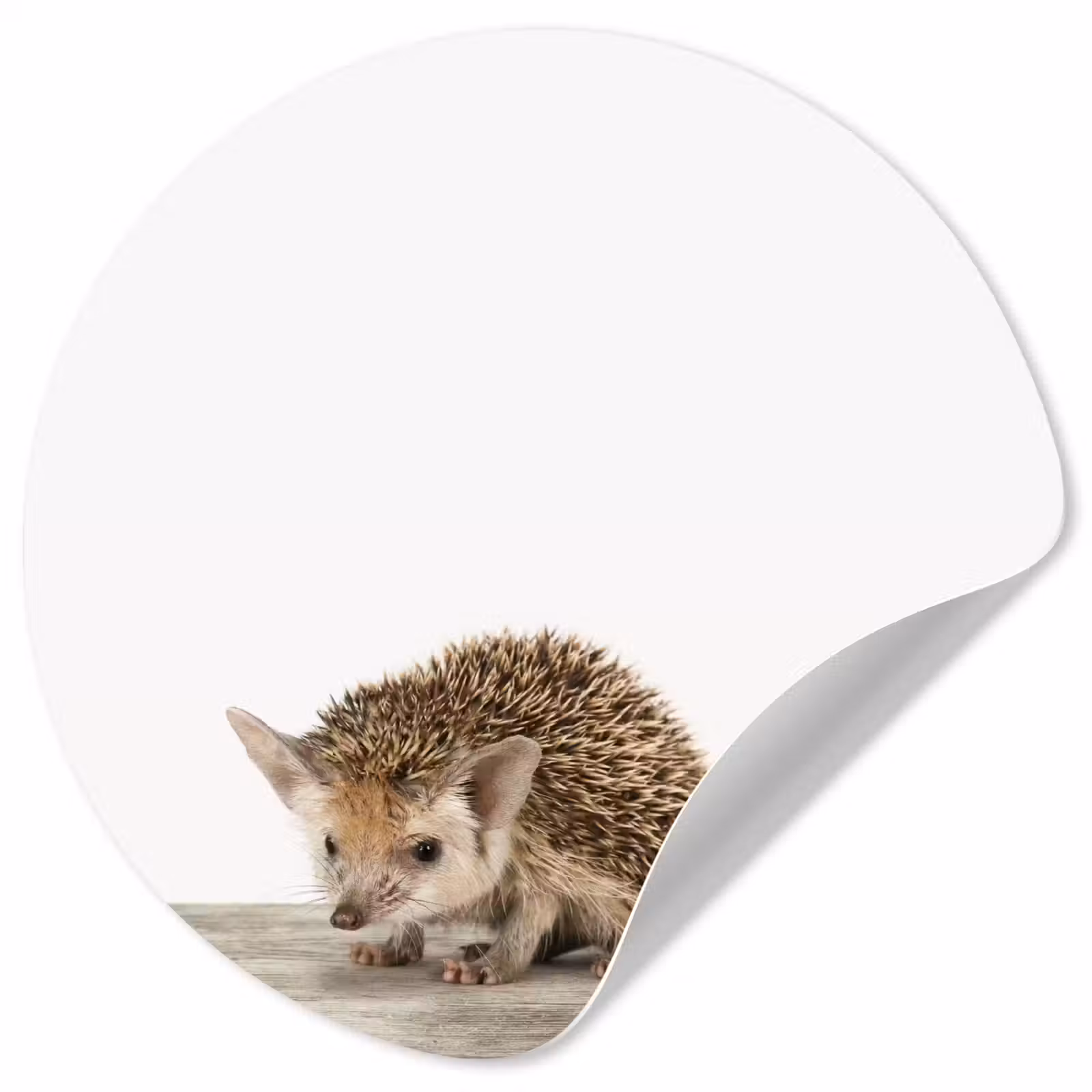 Behangcirkel - Egel - Dieren - Kinderen - Jongens - Meisjes — 1