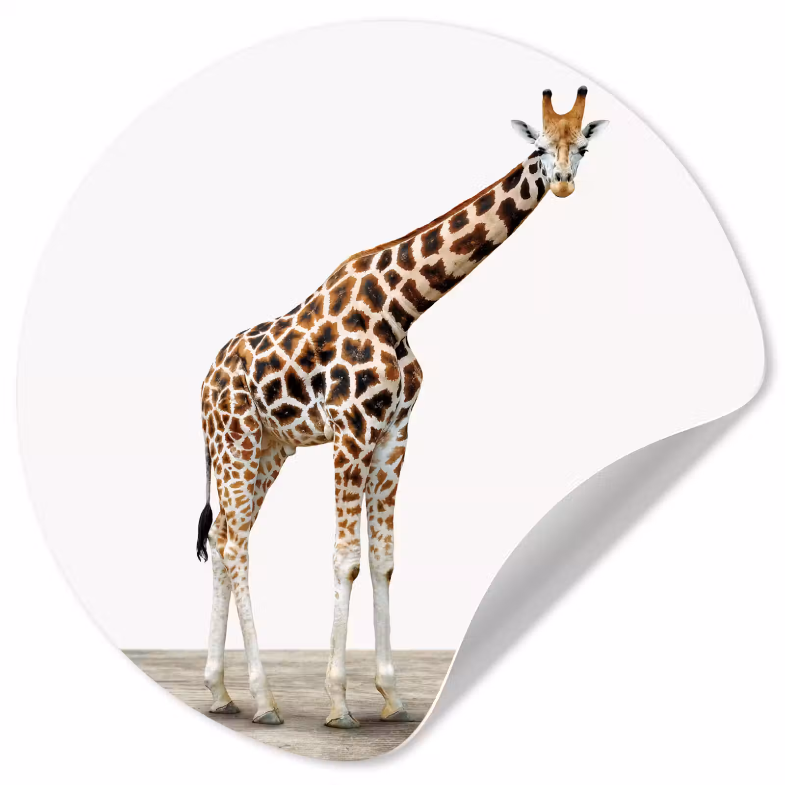 Behangcirkel - Giraffe - Dieren - Witte achtergrond - Kinderen - Jongen - Meisje — 1