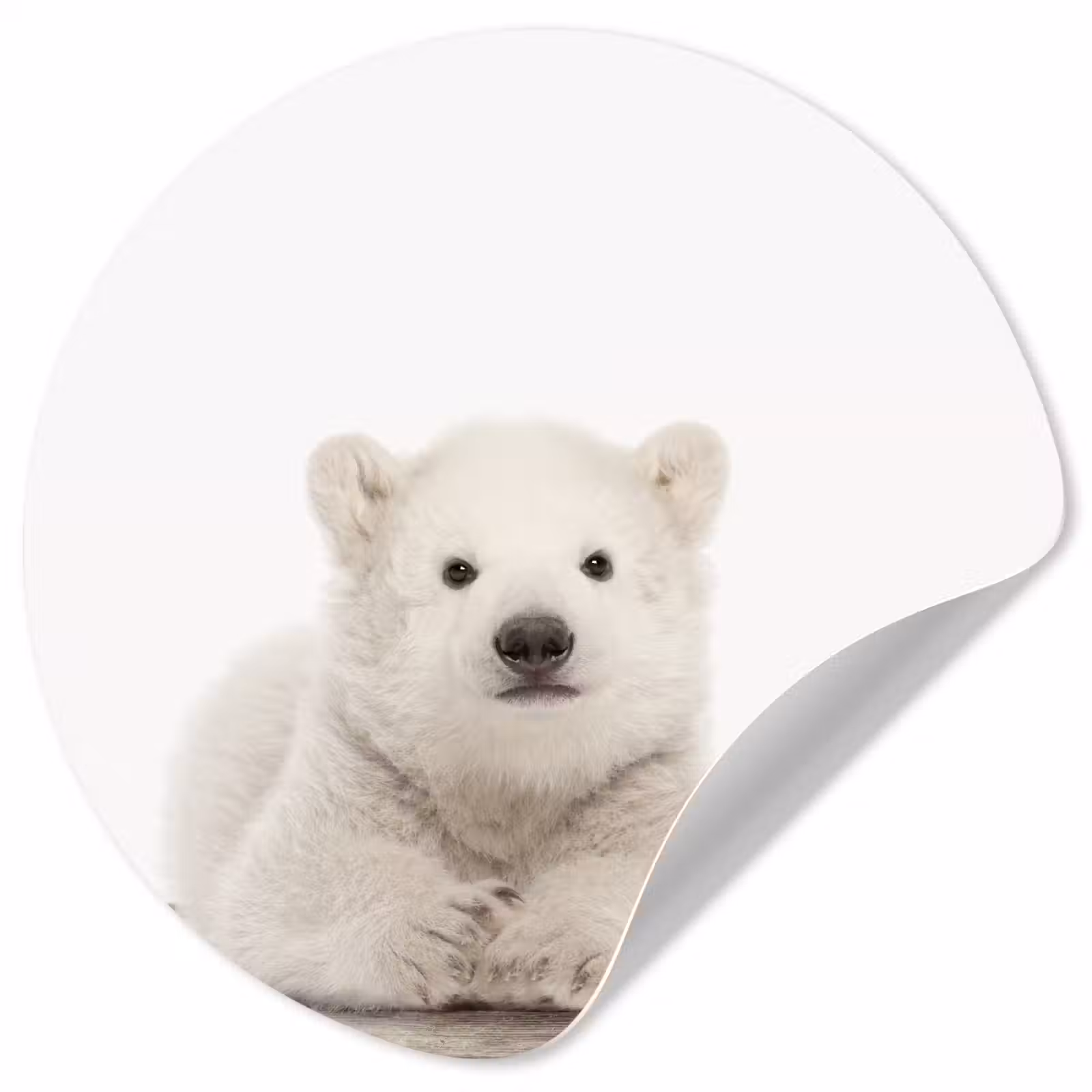 Behangcirkel - IJsbeer - Dieren - Kinderen - Wit - Jongens - Meisjes — 1