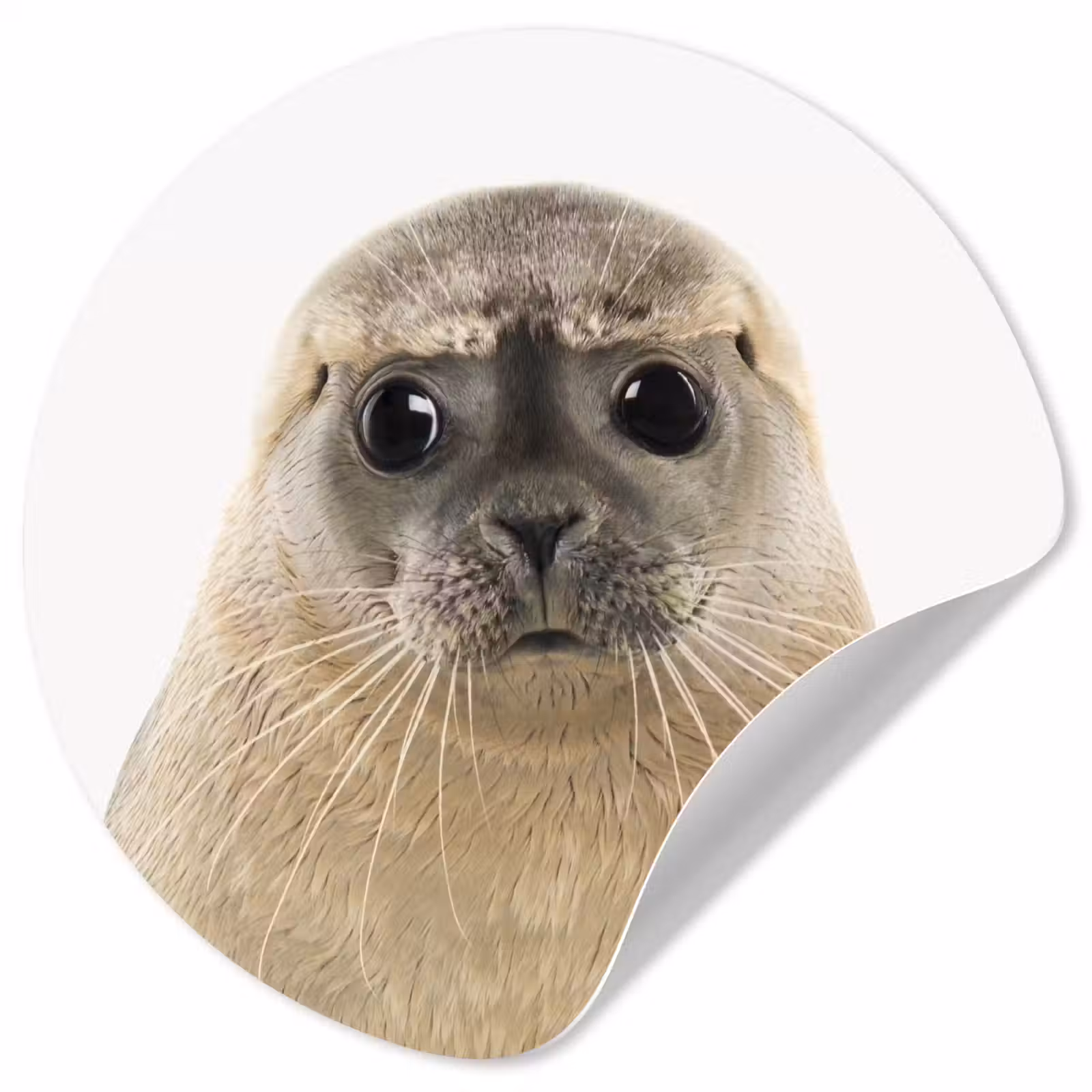 Behangcirkel - Jongens - Zeehond - Kinderen - Meisjes - Dieren — 1