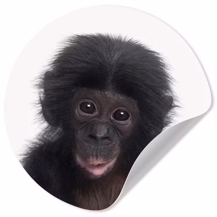 Behangcirkel - Aap - Chimpansee - Portret - Kinderen - Jongens - Meisjes — 1
