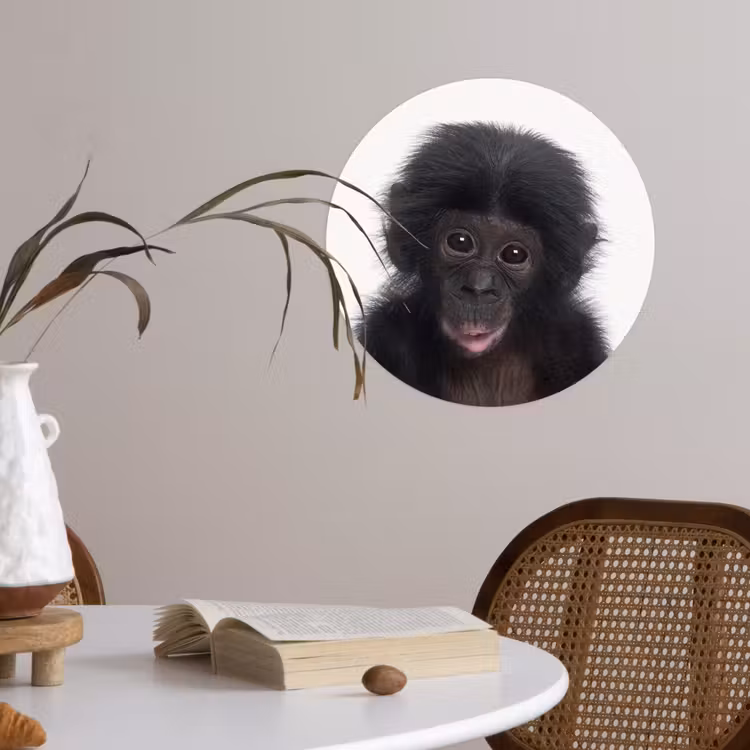 Behangcirkel - Aap - Chimpansee - Portret - Kinderen - Jongens - Meisjes — 4
