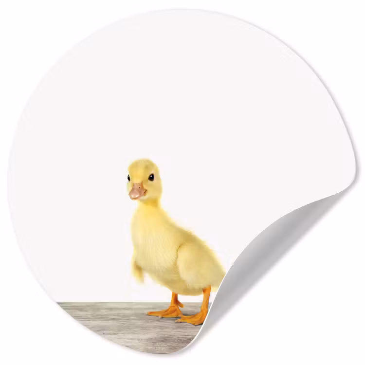 Behangcirkel - Eend - Kuiken - Dieren - Lief - Meisjes - Jongens - Kinderen — 1
