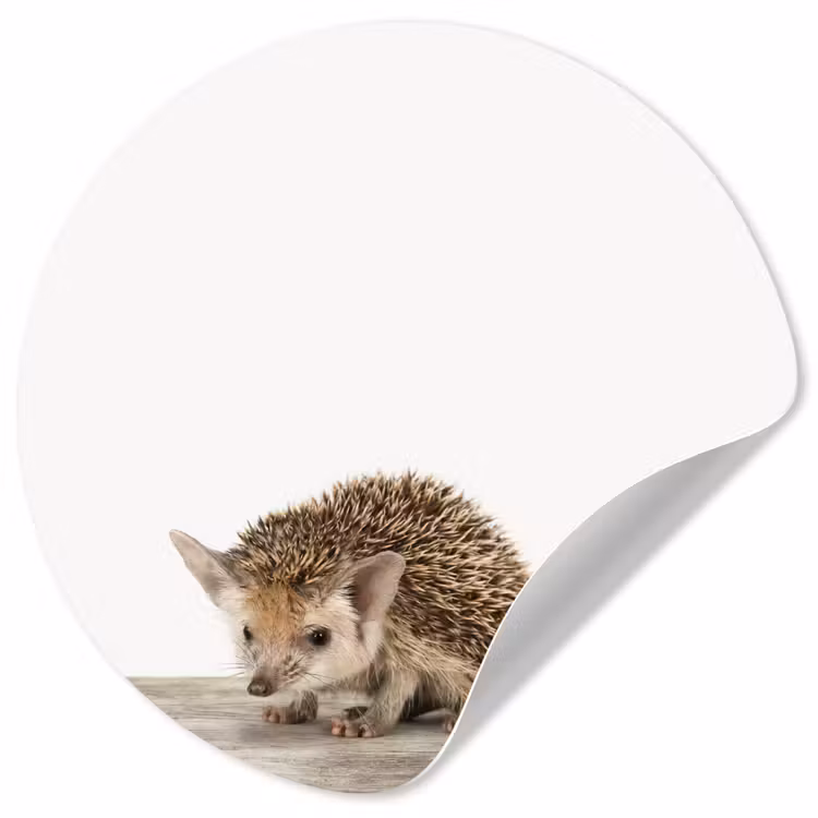 Behangcirkel - Egel - Dieren - Kinderen - Jongens - Meisjes — 1