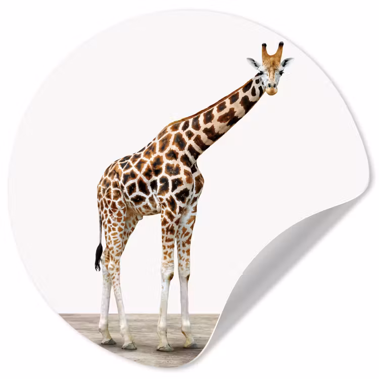 Behangcirkel - Giraffe - Dieren - Witte achtergrond - Kinderen - Jongen - Meisje — 1