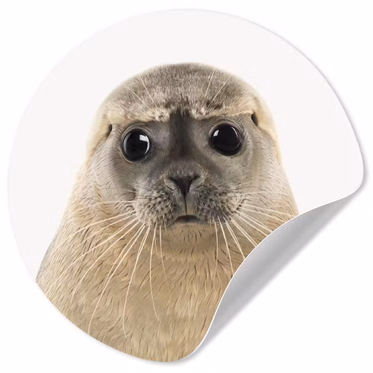 Behangcirkel - Jongens - Zeehond - Kinderen - Meisjes - Dieren — 1