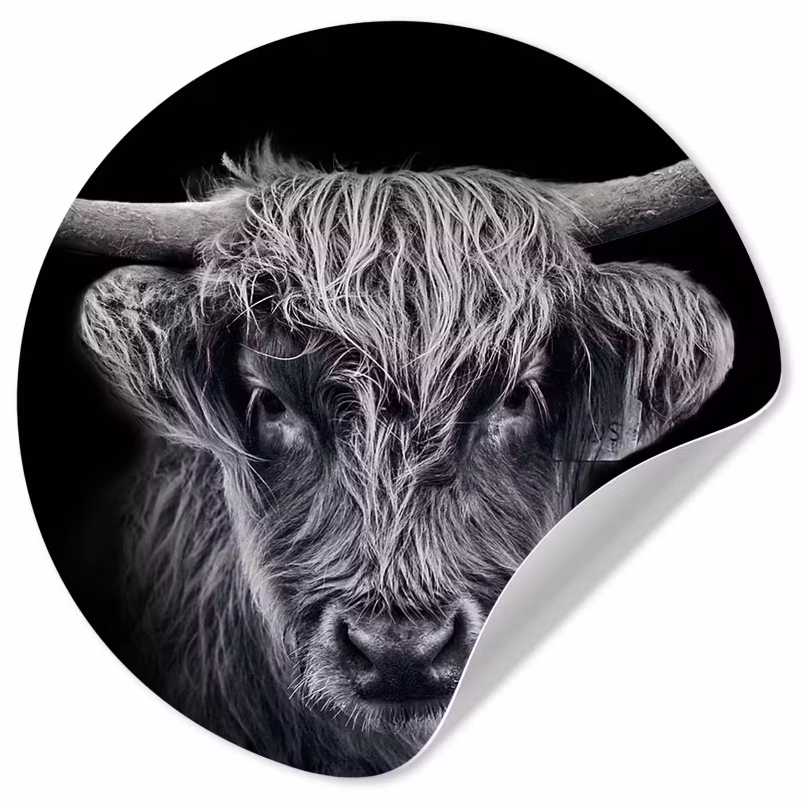 Behangcirkel - Schotse hooglander - Zwart - Koe - Dieren — 1