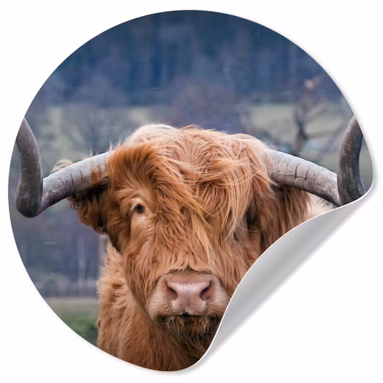 Behangcirkel - Schotse Hooglander - Koeienkop - Landschap - Natuur - Koe