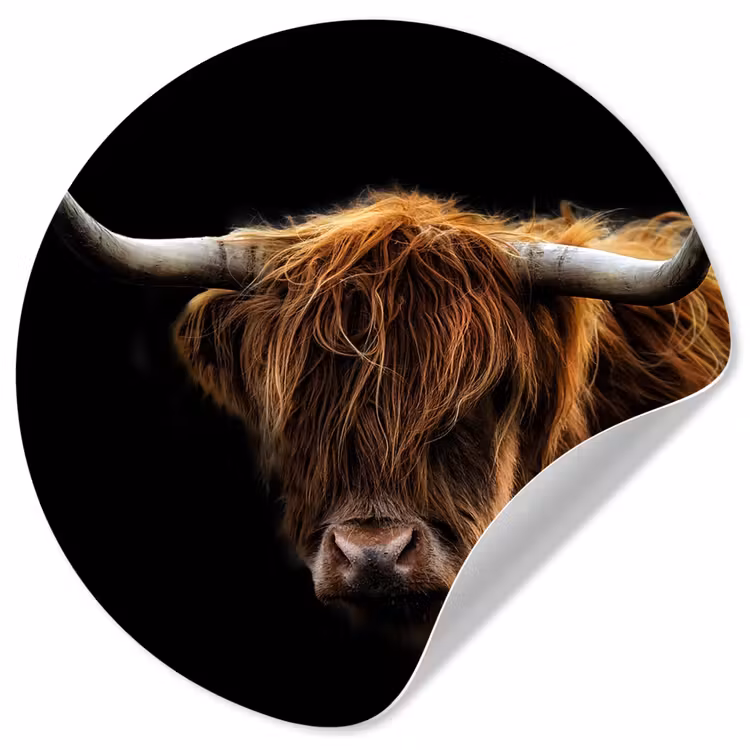 Behangcirkel - Schotse Hooglander - Horens - Zwart - Dieren - Natuur - Wild - Koe