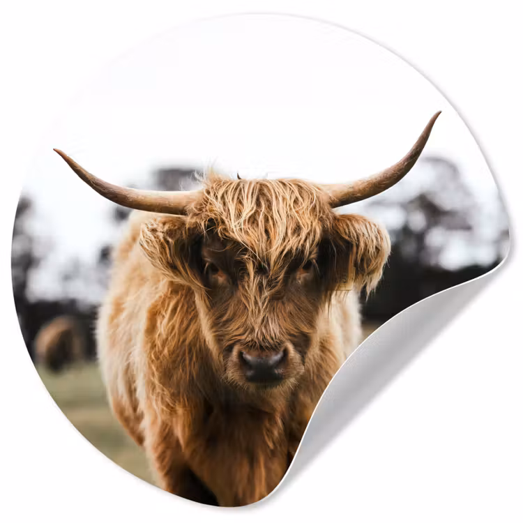 Behangcirkel - Schotse Hooglander - Koe - Gras - Dieren - Natuur — 1