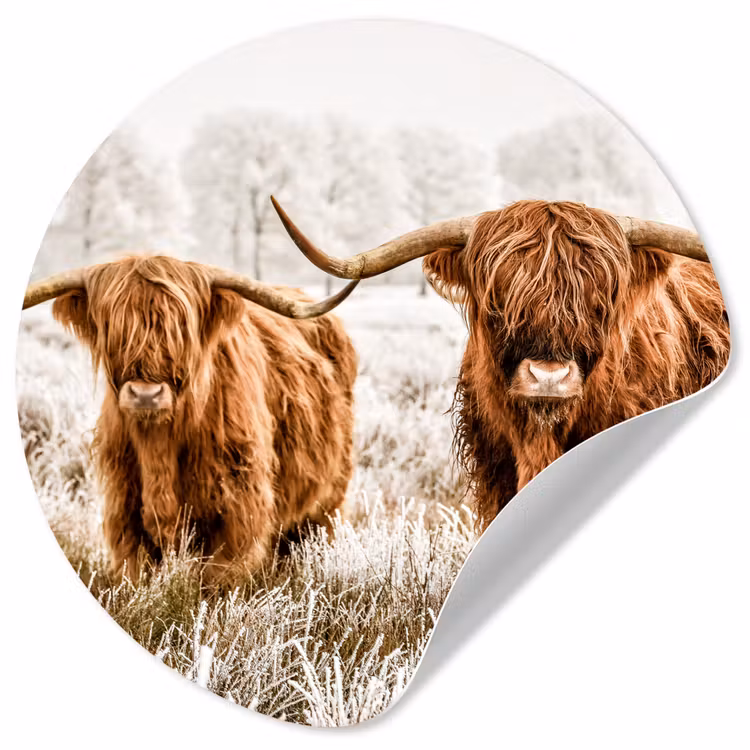 Behangcirkel - Schotse hooglander - Koe - Natuur - Winter