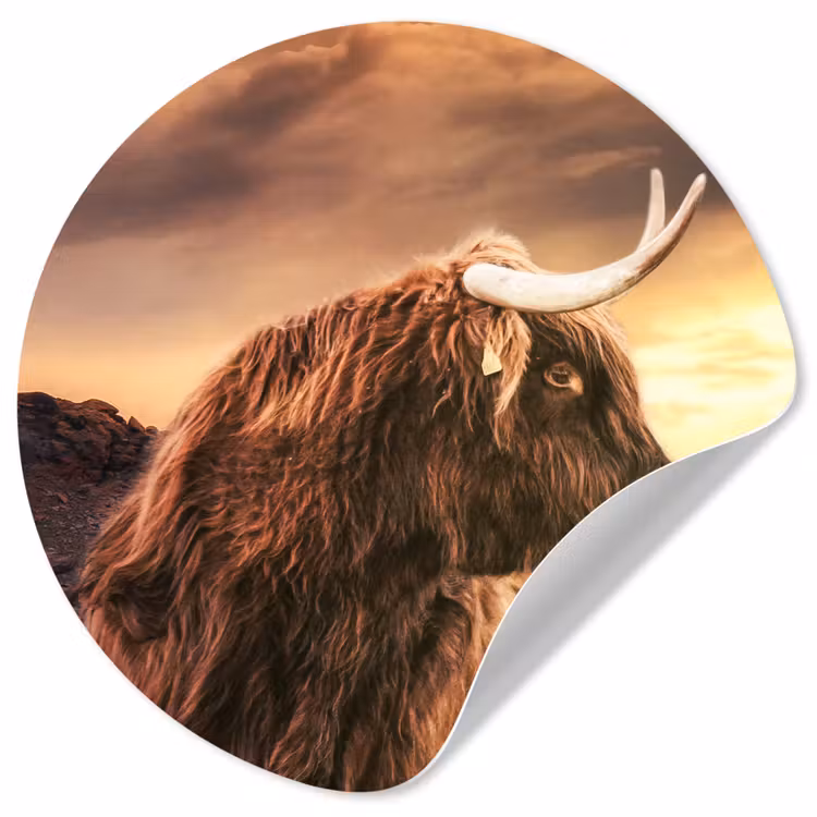 Behangcirkel - Schotse hooglander - Zon - Horizon - Koe - Dieren — 1
