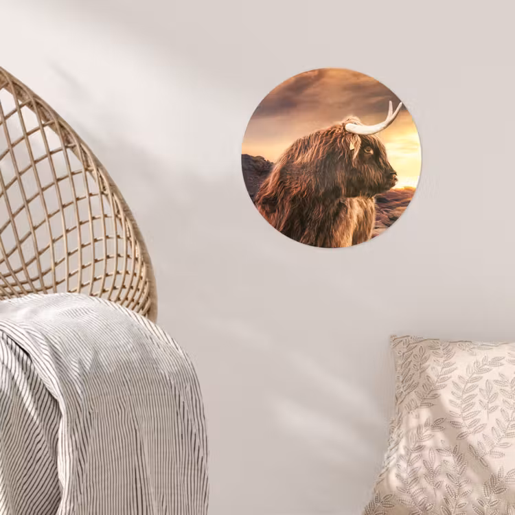 Behangcirkel - Schotse hooglander - Zon - Horizon - Koe - Dieren — 5