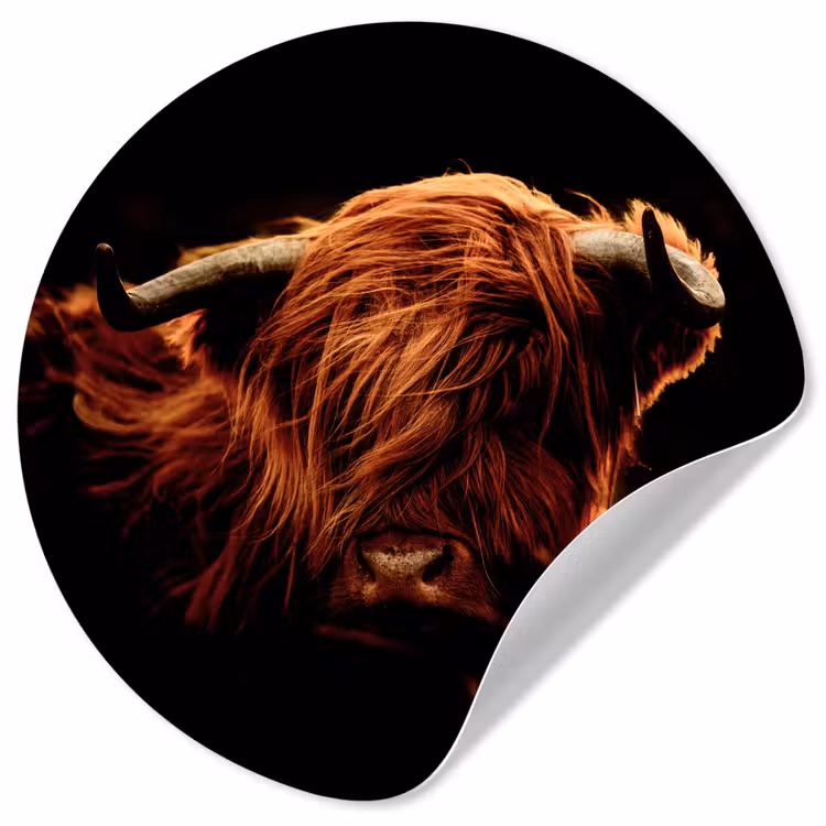 Behangcirkel - Schotse hooglander - Koe - Hoorns - Portret - Dieren