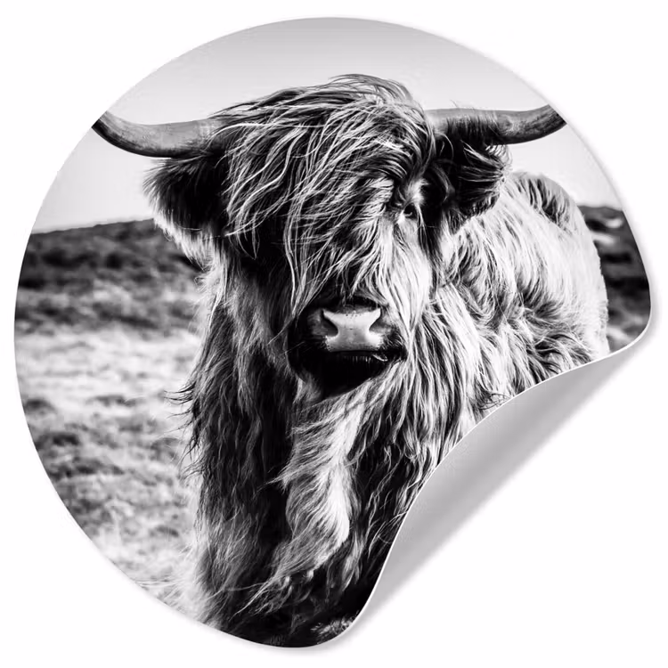 Behangcirkel - Schotse hooglander - Natuur - Koe - Zwart - Wit