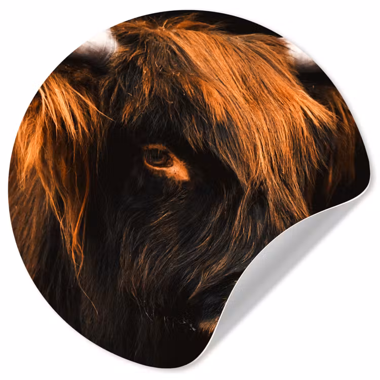 Behangcirkel - Schotse hooglander - Zwart - Koe - Hoorn - Dieren